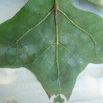 Meryta sonchifolia
