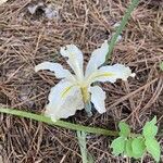 Iris hartwegii Flower