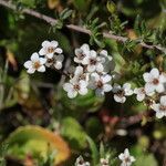 Micranthes californica Flor