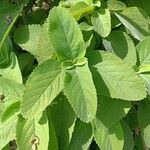 Coleus barbatus Leaf