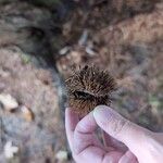 Castanea mollissima Fruit