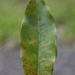 Syzygium borbonicum Leaf