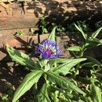 Centaurea lugdunensis Vivejo