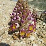 Cistanche violacea Λουλούδι