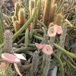 Hoodia gordonii Blatt
