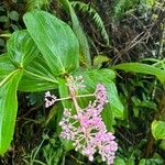 Medinilla speciosa 花