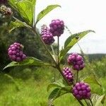 Lantana trifolia Fruit