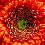 Gerbera viridifolia Flor