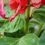 Salvia splendens Corteza
