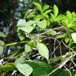 Malanea hypoleuca Fruit