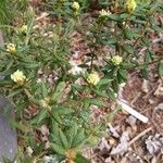 Ledum groenlandicum Λουλούδι