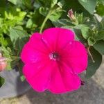 Petunia spp. Flors