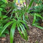 Rhapidophyllum hystrix Costuma