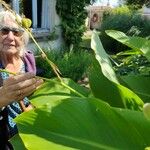 Canna x generalis Leaf