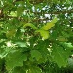 Quercus petraea ᱥᱟᱠᱟᱢ