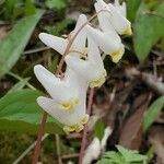 Dicentra cucullaria Fleur