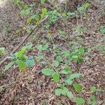 Halesia diptera Habitat