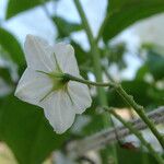 Solanum bonariense Flower