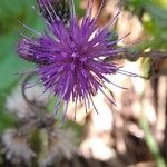 Cirsium palustreКвітка