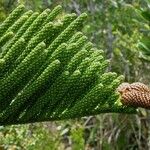 Araucaria humboldtensis Habitus