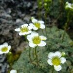 Saxifraga squarrosa Altul/Alta