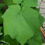Sparrmannia africana ഇല