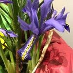 Iris histrio Flor