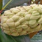 Magnolia grandiflora Ffrwyth