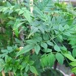 Jasminum officinale Листок