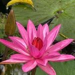 Nymphaea rubra Flower