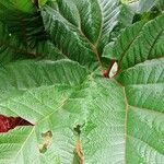 Gunnera insignis Leaf