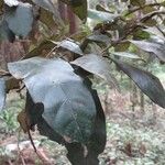 Combretum illairii Hoja