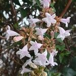Abelia × grandiflora Çiçek