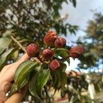 Lafoensia acuminata Fruto