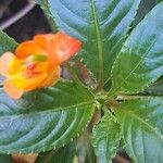 Impatiens auricoma Blomst