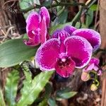Phalaenopsis × singuliflora Žiedas