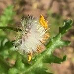 Senecio glaucus Fruit