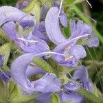 Salvia pratensis Flower