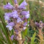 Orobanche nana Кветка