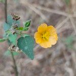 Sida cordata Floare