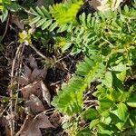 Vicia hybrida Blad