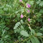 Tephrosia purpurea Листок