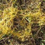 Cuscuta campestris Habit