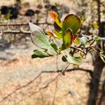 Terminalia prunioides Leaf
