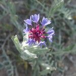 Centaurea depressa പുഷ്പം