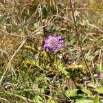 Scabiosa lucida 整株植物