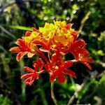 Epidendrum fulgens फूल