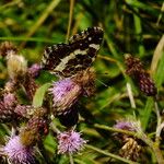 Cirsium arvense Virág