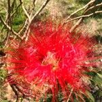 Calliandra tweediei Flower