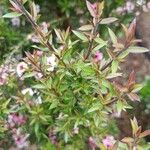 Leptospermum scoparium Folla